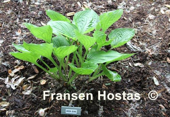 Hosta Green Jeans